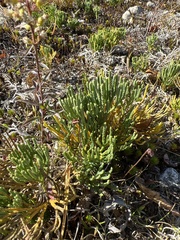 Juniperus horizontalis
