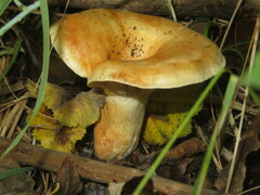 Lactarius acerrimus