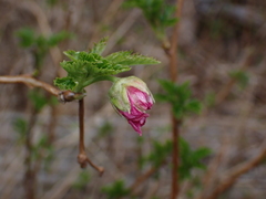Rubus spectabilis