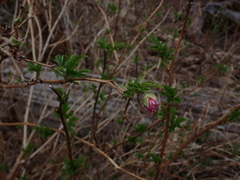 Rubus spectabilis