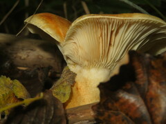 Lactarius acerrimus