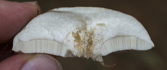 Tylopilus felleus image