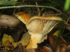 Lactarius acerrimus