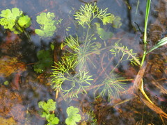 Ranunculus aquatilis