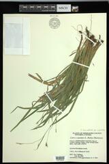 Carex laxiculmis copulata