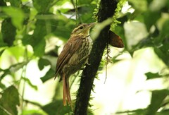 Cichlocolaptes leucophrus