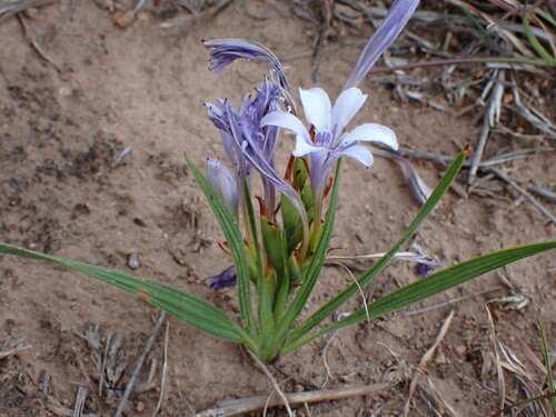 Image of Langeberg Bobbejaantjie (Babiana fourcadei) by (c) Ren Hoekstra, some rights reserved (CC BY)