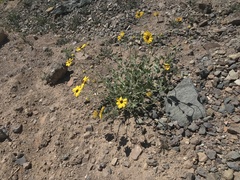 Encelia canescens