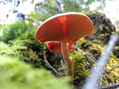 Hypholoma lateritium