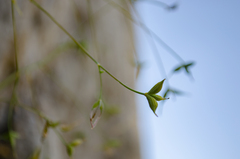 Thalictrum macrocarpum