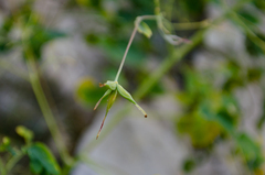 Thalictrum macrocarpum