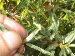 Aceria hippophaena