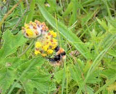 Bombus distinguendus