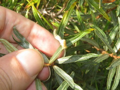 Aceria hippophaena