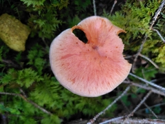 Hypholoma lateritium