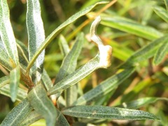 Aceria hippophaena
