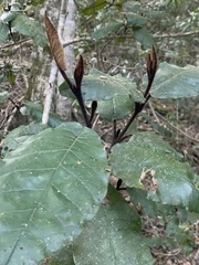 Trichocladus crinitus