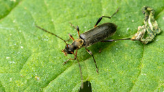 Grammoptera ruficornis