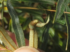 Aceria hippophaena