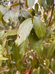 Nectandra coriacea