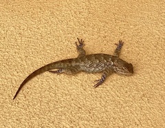 Sceloporus clarkii