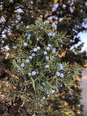 Juniperus occidentalis