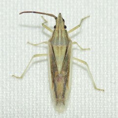 Mecidea minor
