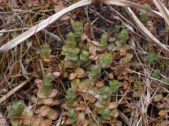 Hypericum anagalloides