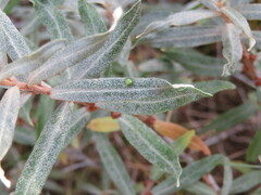 Aceria hippophaena