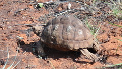 Psammobates oculifer