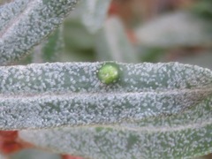 Aceria hippophaena