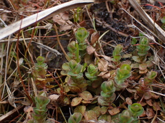 Hypericum anagalloides