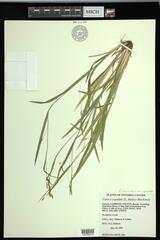 Carex laxiculmis copulata