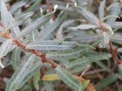 Aceria hippophaena