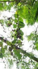 Aristolochia acuminata