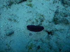 Phyllidiopsis gemmata