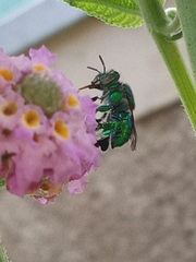 Euglossa