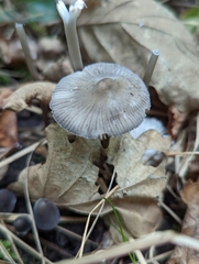 Mycena polygramma