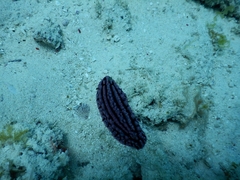 Phyllidiopsis gemmata