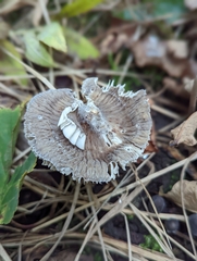 Mycena polygramma