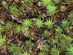 Polytrichum juniperinum