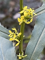 Glomeruliflorae