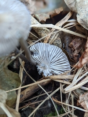 Mycena polygramma