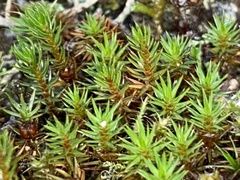 Polytrichum juniperinum