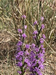 Liatris punctata