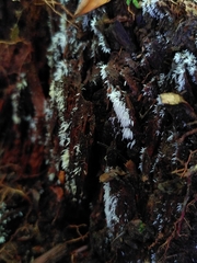 Agaricomycotina