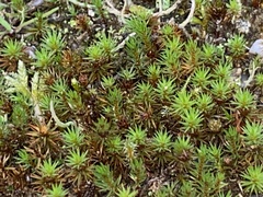 Polytrichum juniperinum