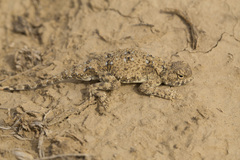 Phrynocephalus helioscopus