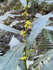 Glomeruliflorae