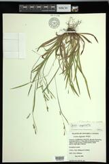Carex laxiculmis copulata